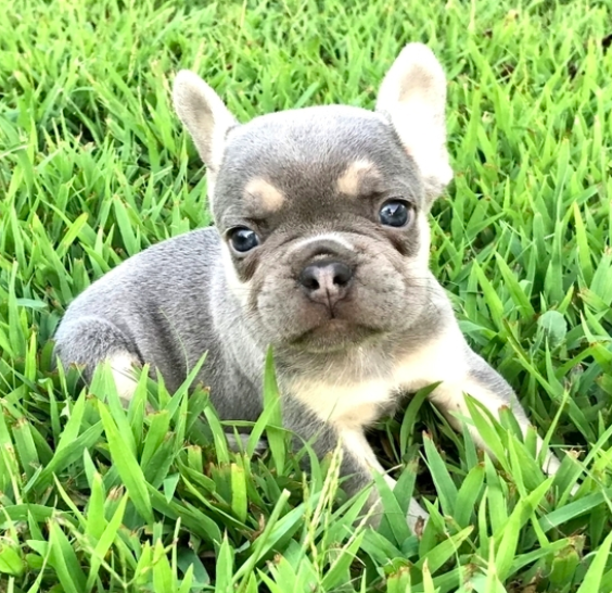 comprar cachorros sanos, baratos y asequibles para la venta